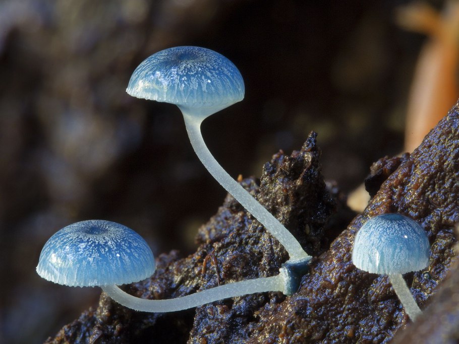 Гриб Mycena interrupta