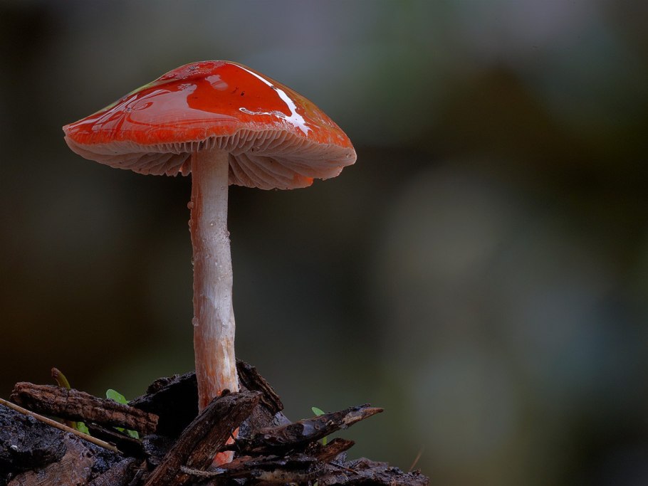 Лерациомицес (leratiomyces)