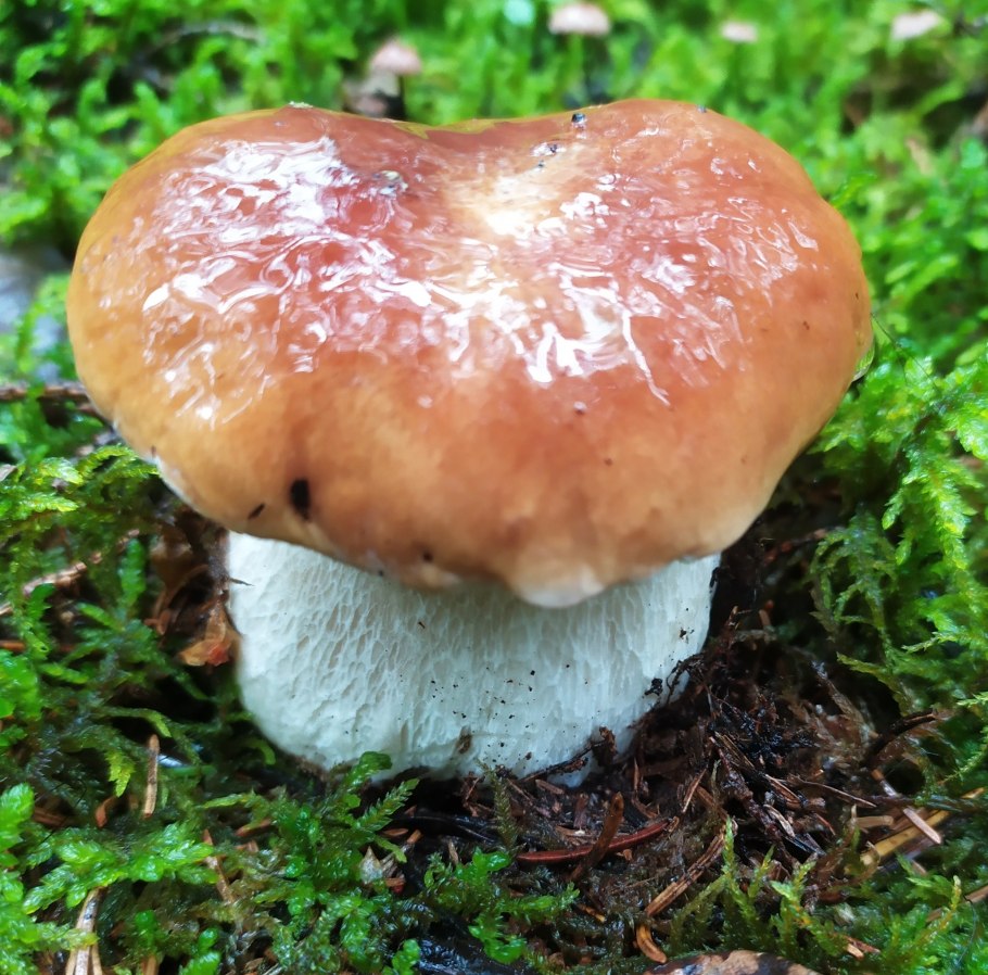 Съедобные грибы грибы Подмосковья