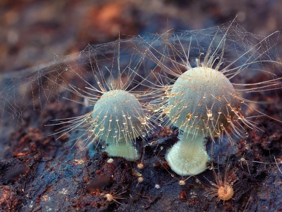 Грибы Campanella SP.
