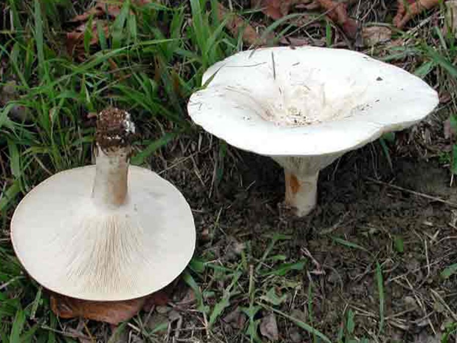 Говорушка гигантская Leucopaxillus giganteus