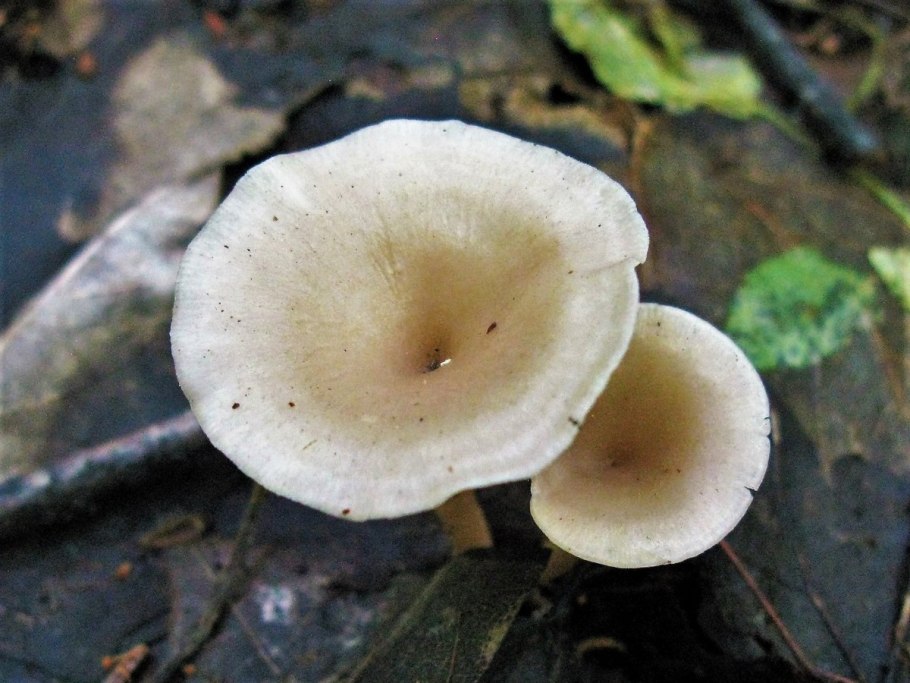 Clitocybe phaeophthalma