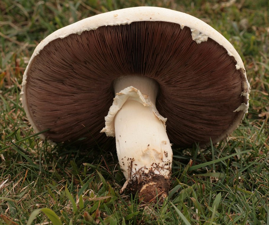 Шампиньон полевой Agaricus arvensis