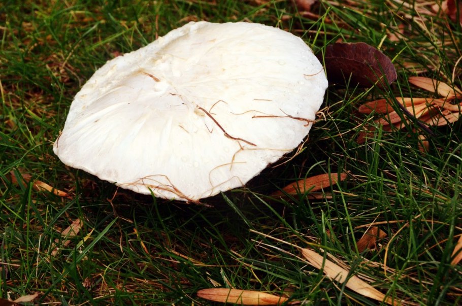 Гриб с белой шляпкой