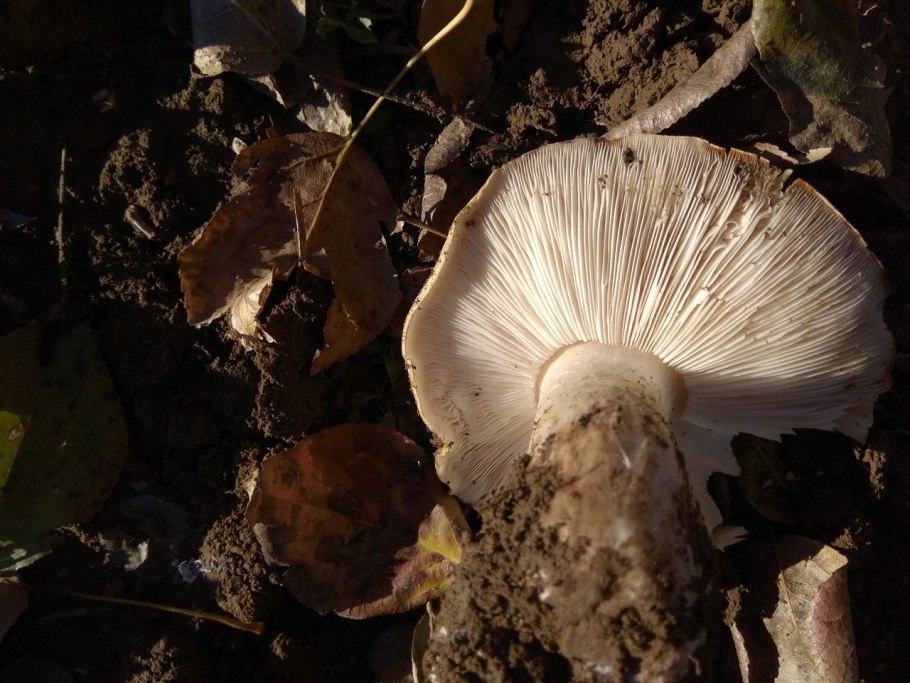 Гриб с большой шляпкой на толстой ножке