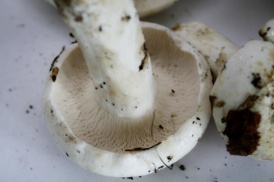 Груздь перечный (Lactarius piperatus)