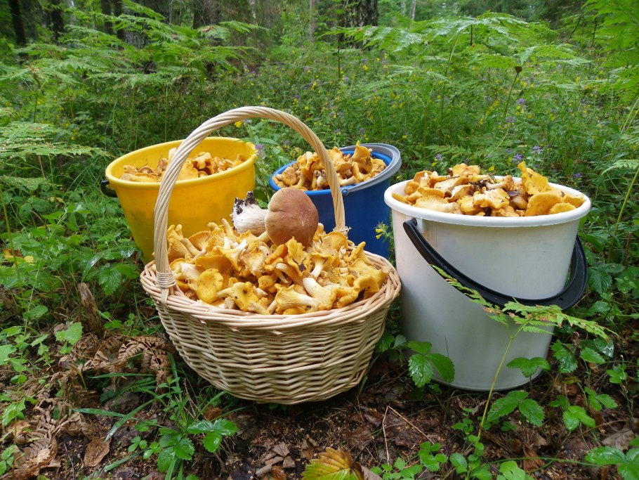 Грибы растущие в лесах лисички