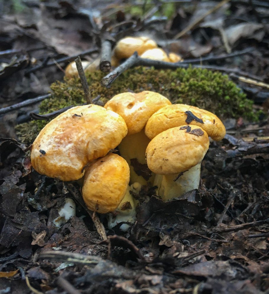 Марий Эл грибы лисички