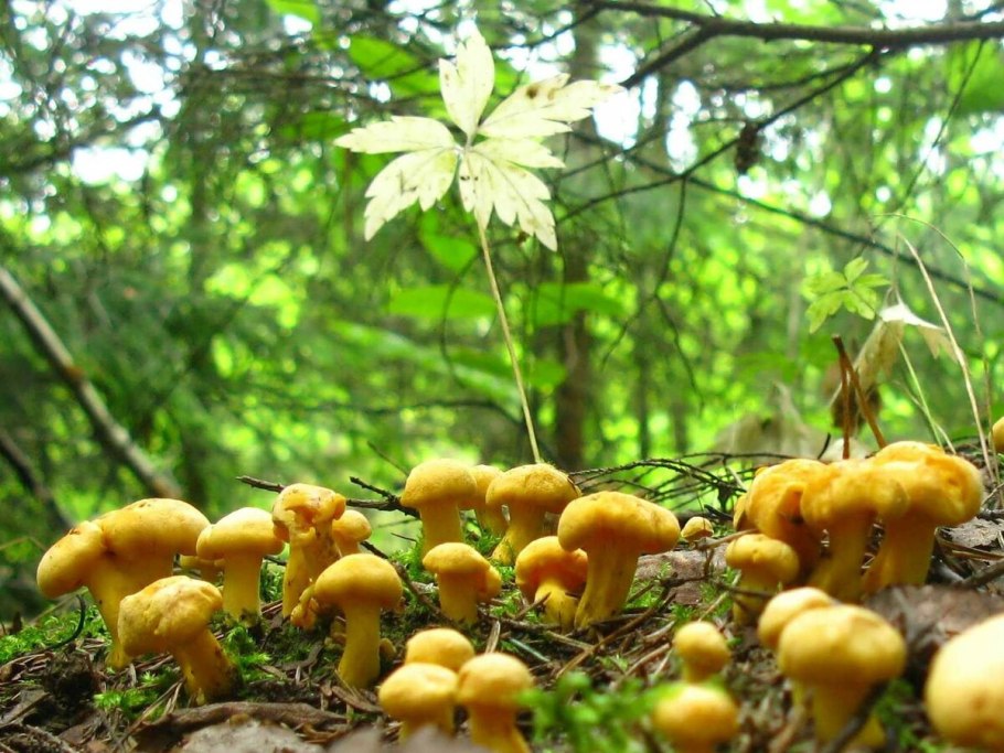 Грибная Поляна в лесу