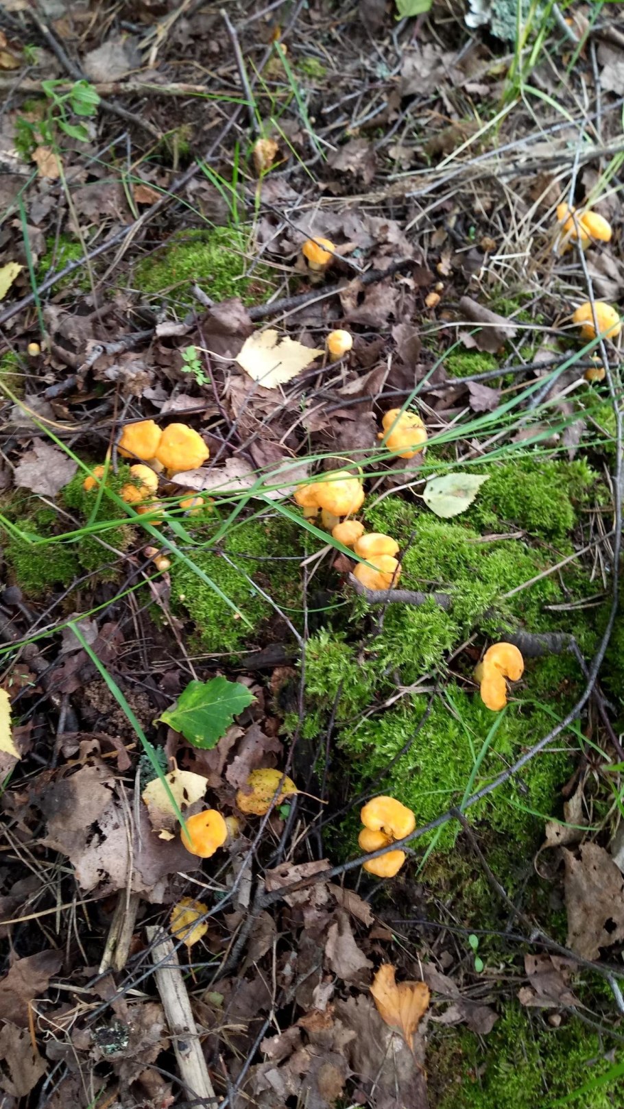 Съедобные грибы лисички