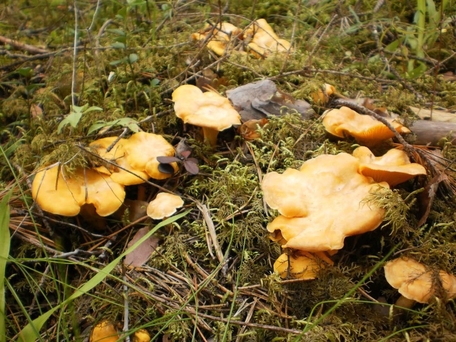 Лисички растут во мху