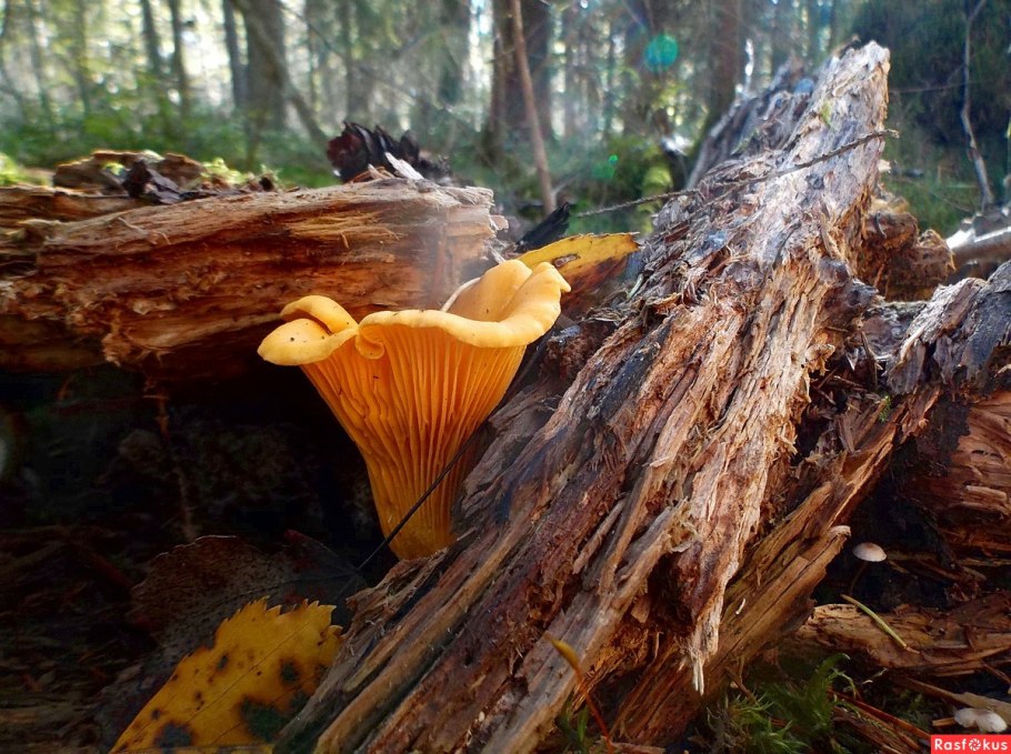 Грибе Лисичка семейки