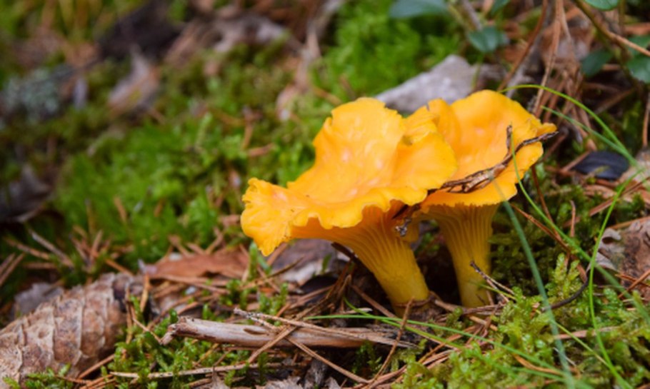 Грибы лисички, опята