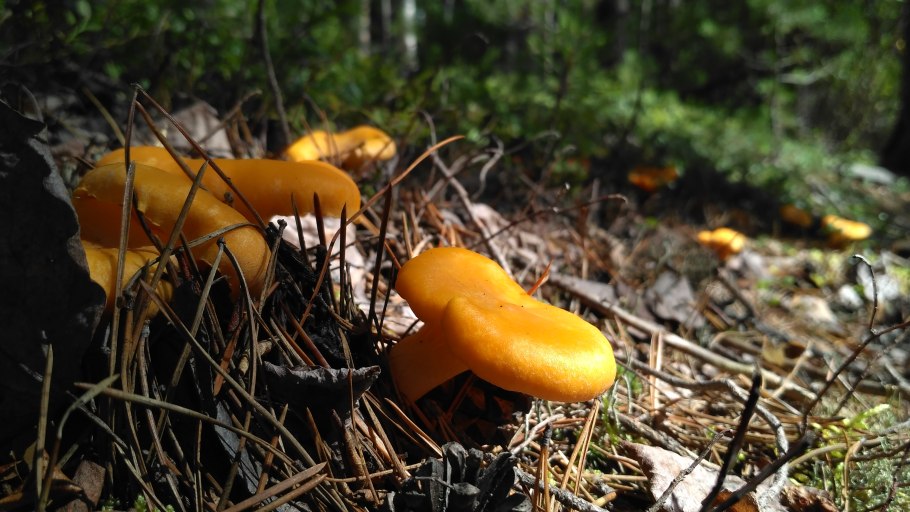 Грибы лисички в лесу