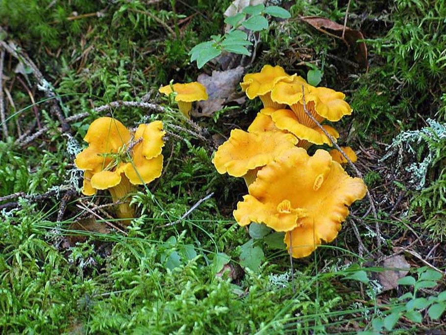 Шляпка гриба лисички