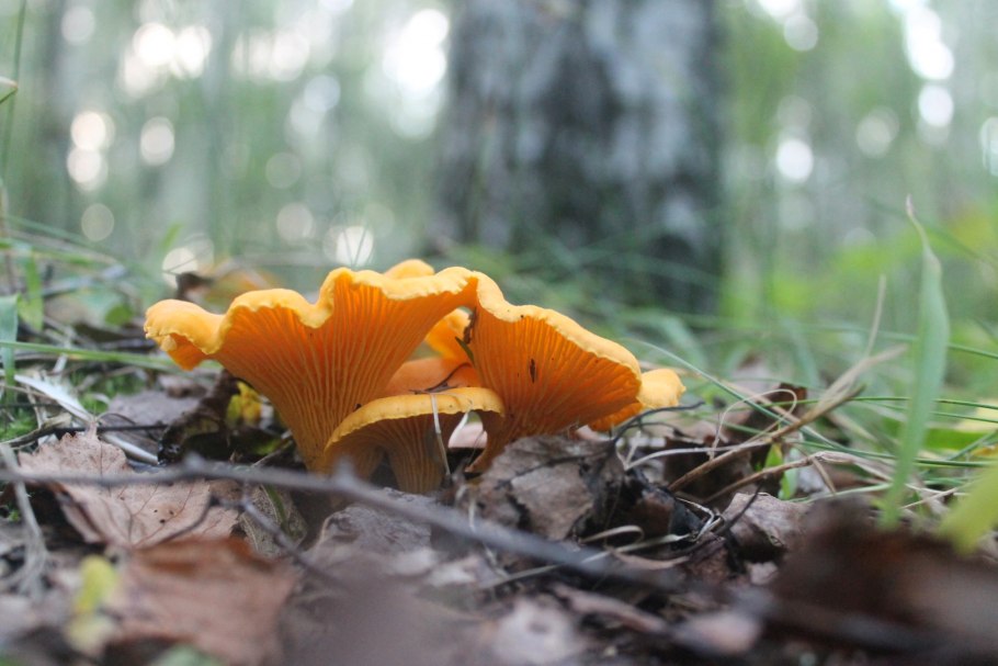 Craterellus tubaeformis