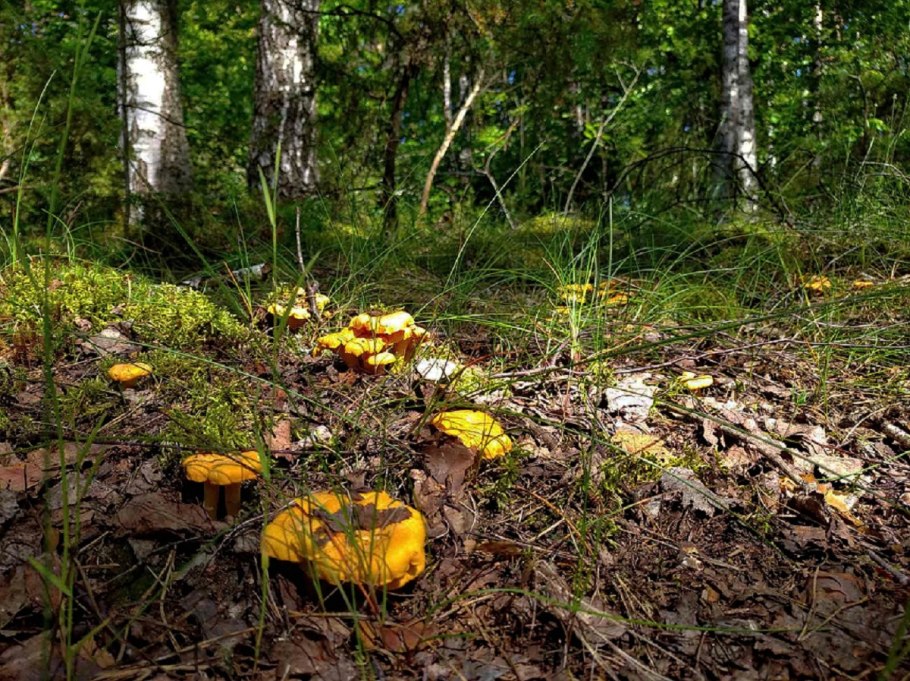 Грибница лисичек