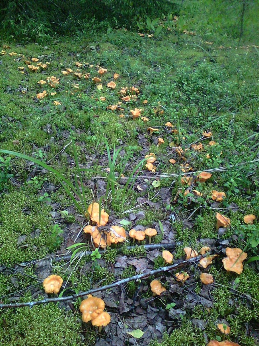 Лисички грибы на полянке