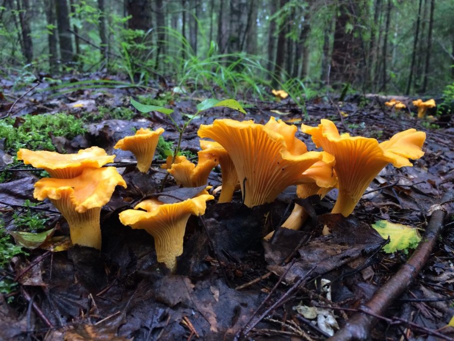 Лесные грибы лисички