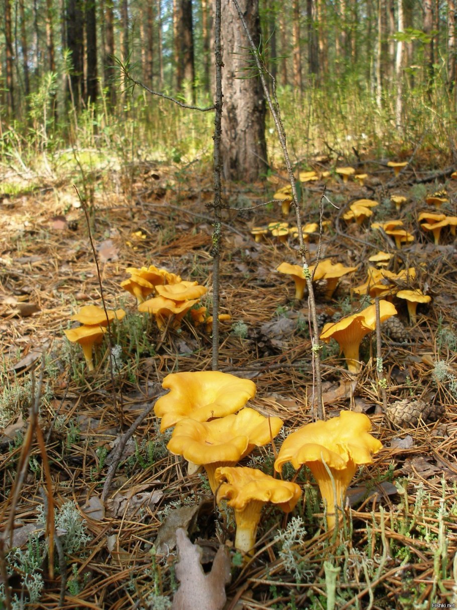 Осенние лисички грибы