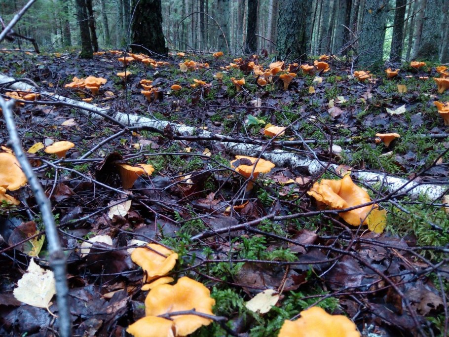 Лисичка обыкновенная гриб