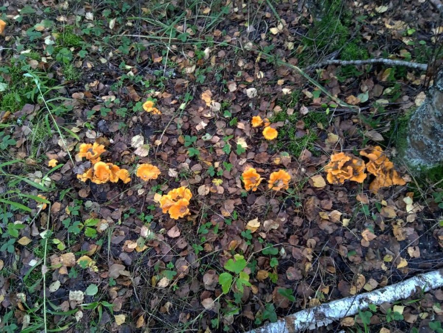 Лисичка с лисичками грибами