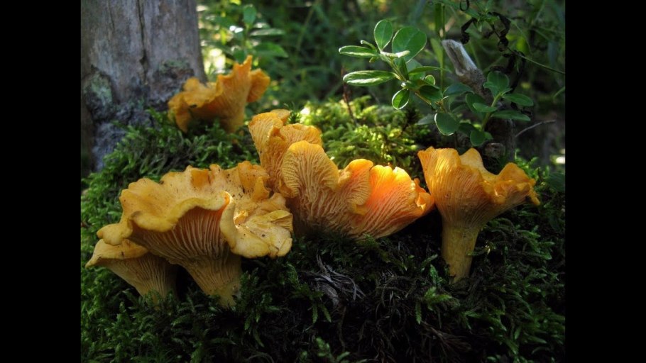 Грибы в Ленинградской