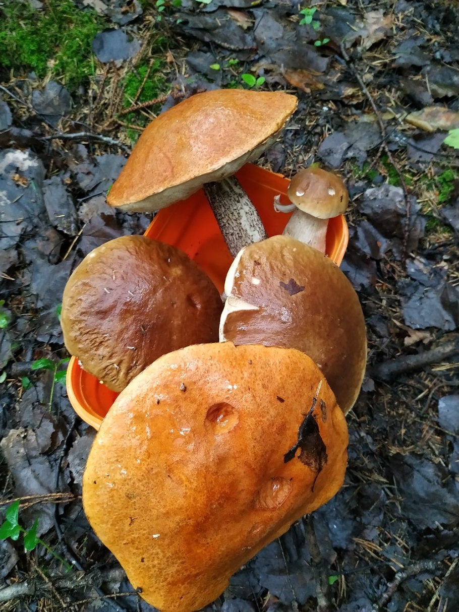 Грибы лисички Поляна