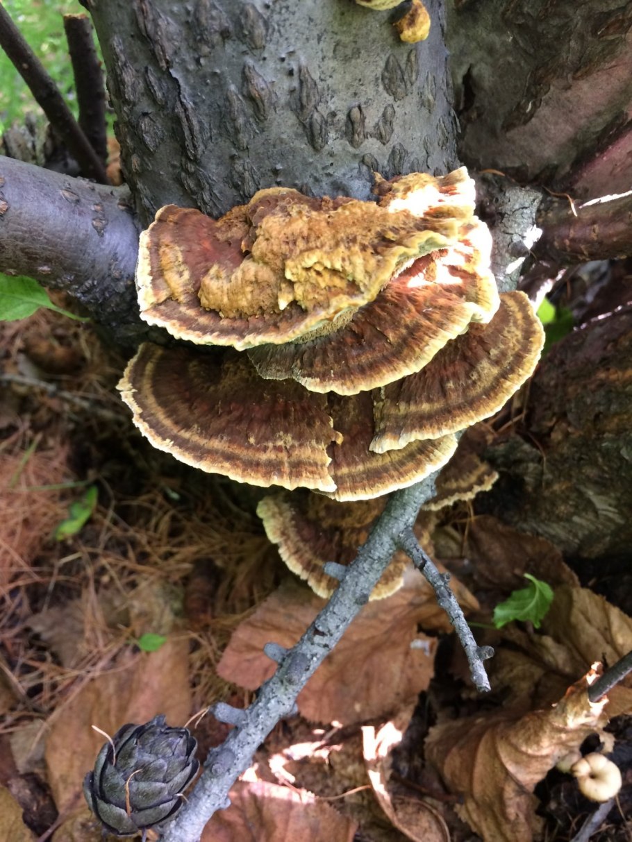 Трутовик Лучистый (Xanthoporia Radiata)