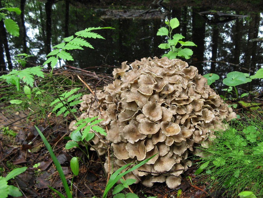 Трутовик лекарь