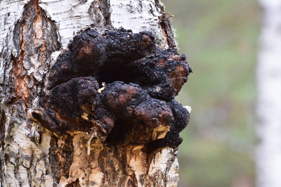 Inonotus obliquus чага