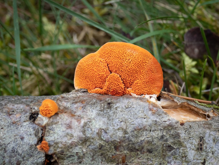 Трутовик Лучистый Inonotus radiatus