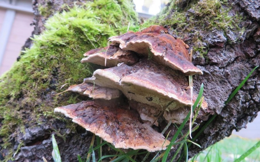 Рыжий трутовик