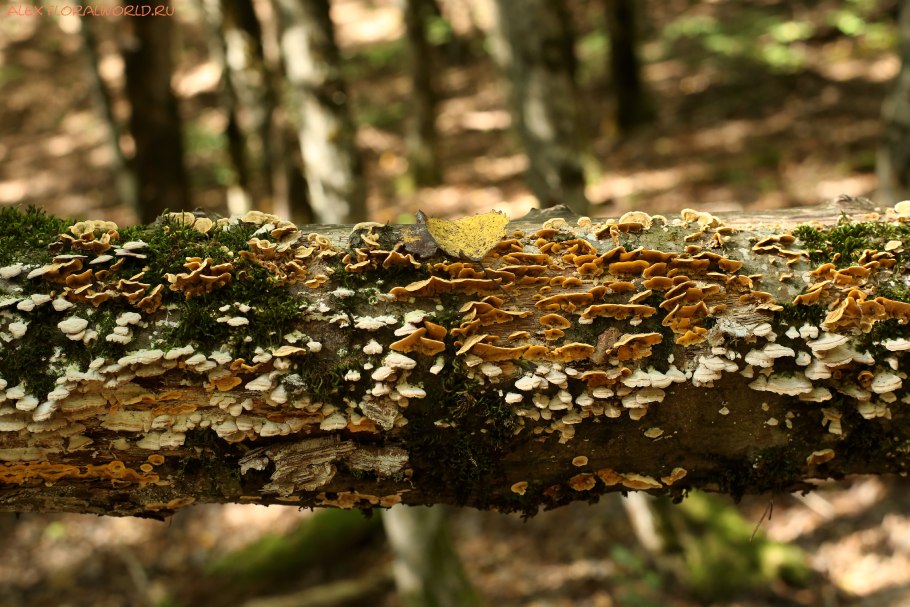 Трутовик настоящий fomes fomentarius