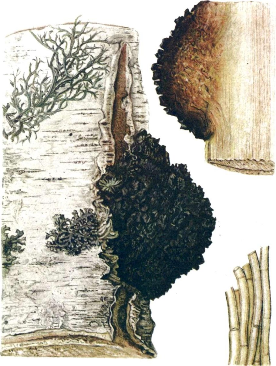 Трутовик разветвленный Polyporus umbellatus