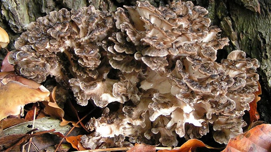 Гриб трутовик белый