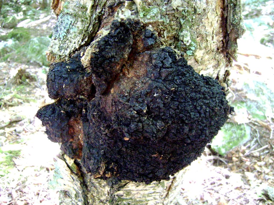 Берёзовый гриб чага и трутовик