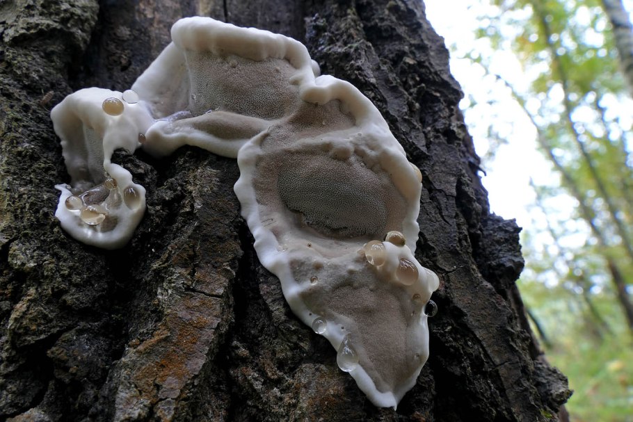 Гриб трутовик среда обитания