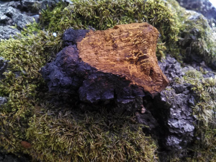 Трутовик скошенный фото