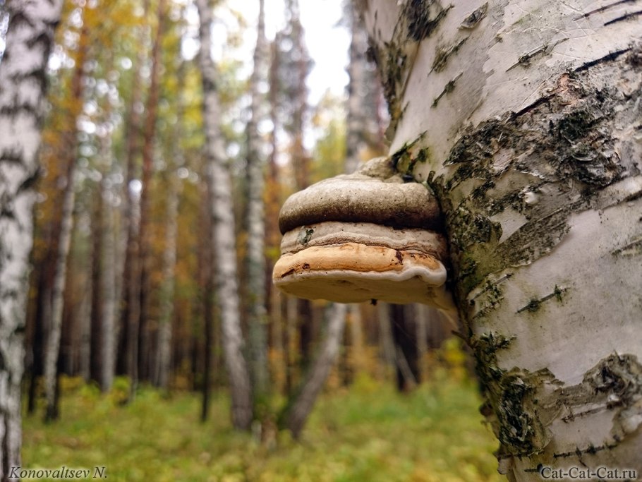 Трутовик Лучистый (Xanthoporia Radiata)