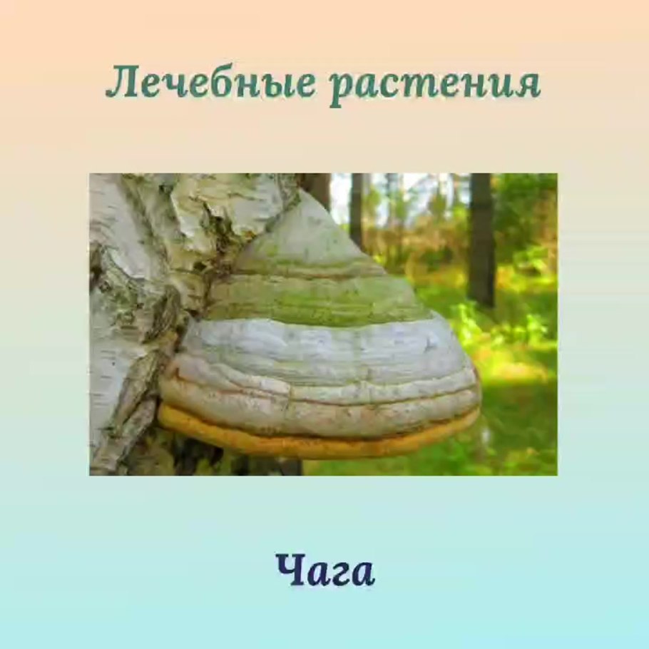 Трутовик ложный осиновый