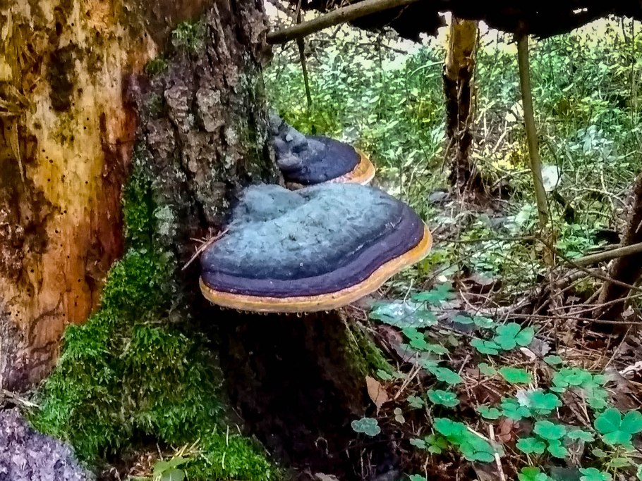 Трутовик ложный осиновый