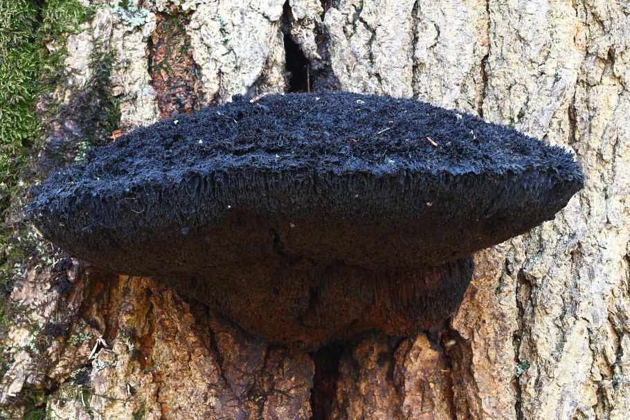 Трутовик черный