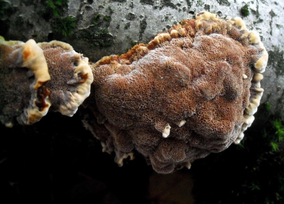 Берёзовый гриб чага и трутовик