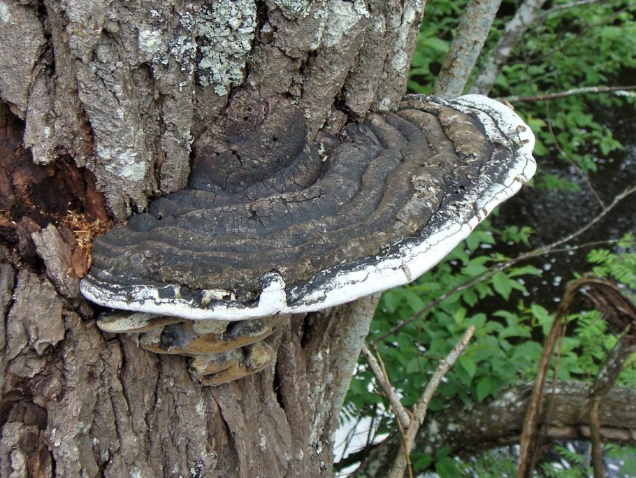 Трутовик щетинистоволосый