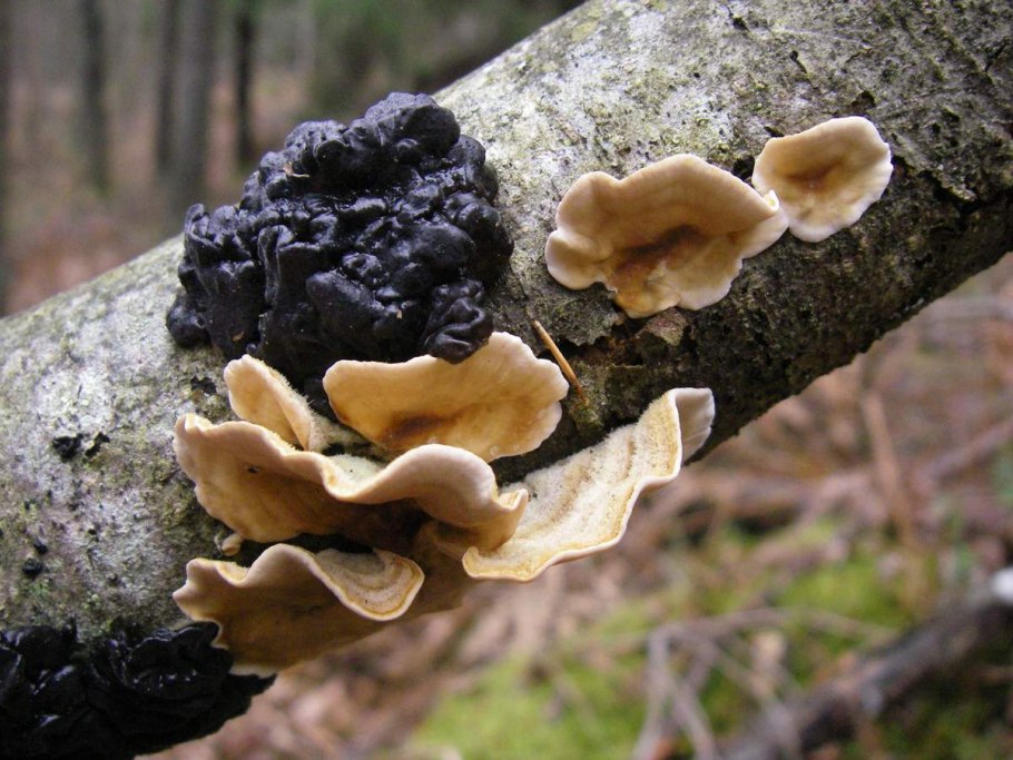 Трутовик настоящий fomes fomentarius