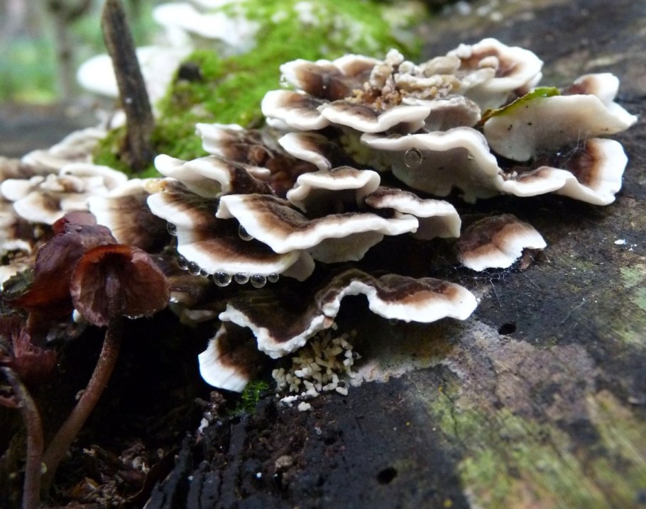 Лиственничная губка Агарикус