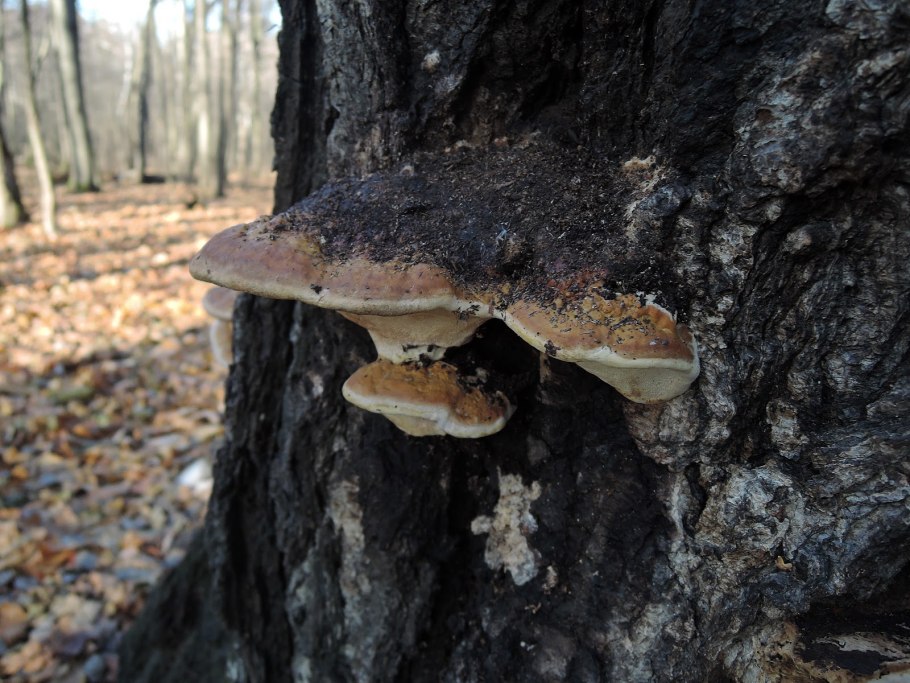 Трутовик ржаво бурый