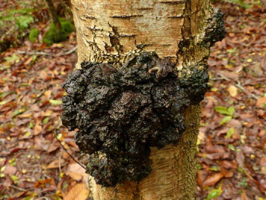 Чага березовая