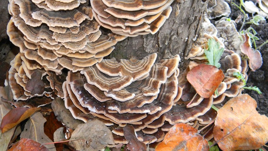 Трутовик обыкновенный fomes fomentarius